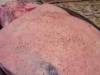 flypigfarms pork